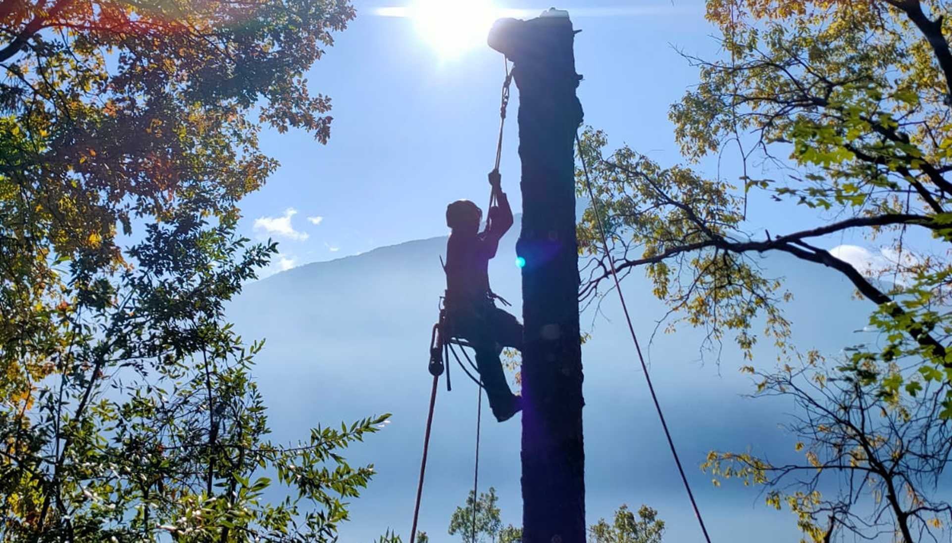 Tree climbing