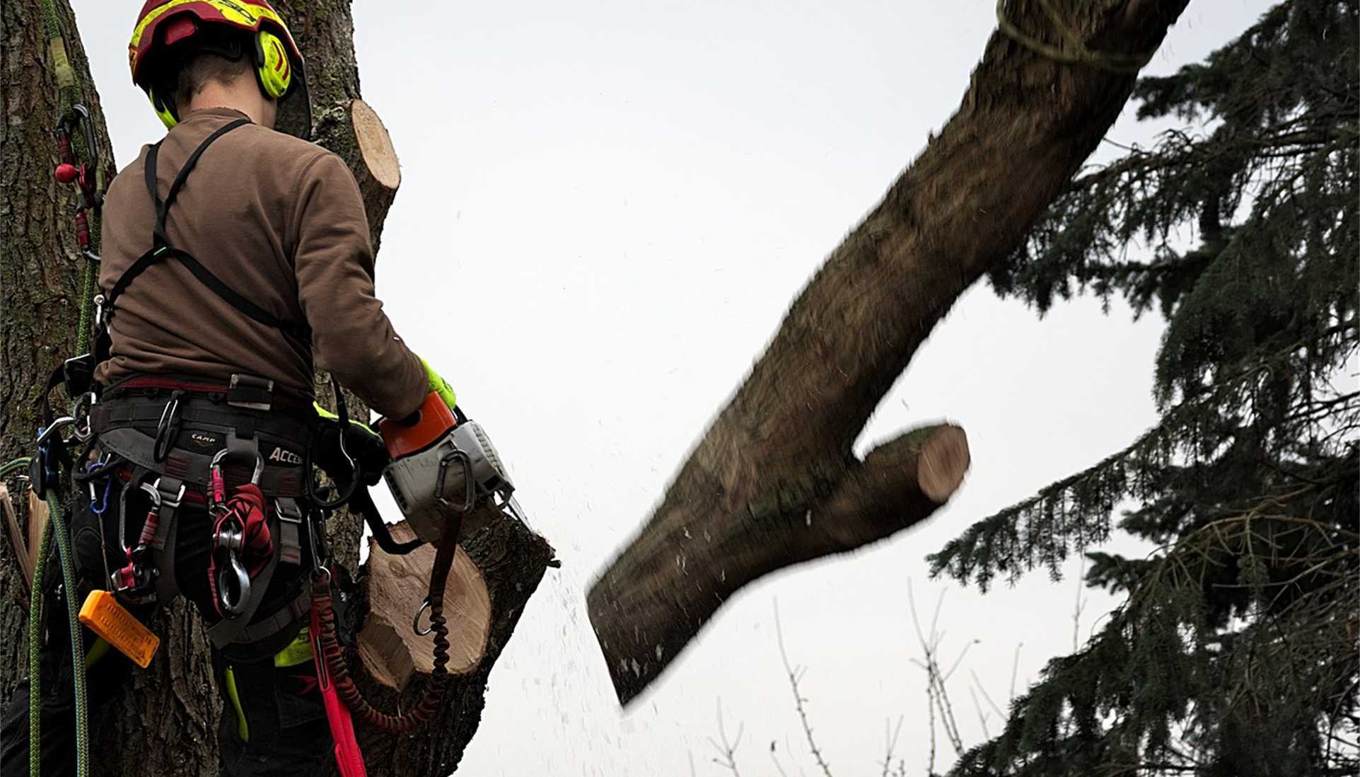 Tree climing - Edoardo Carelli